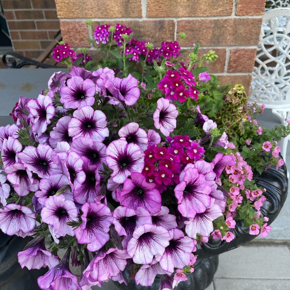 Meet your Posher, Sheila